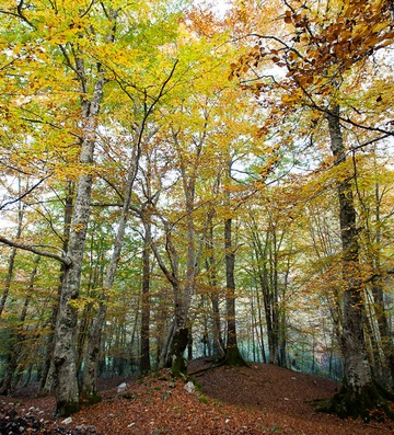 Il bosco di Piaggine alle pendici del Monte Cervati